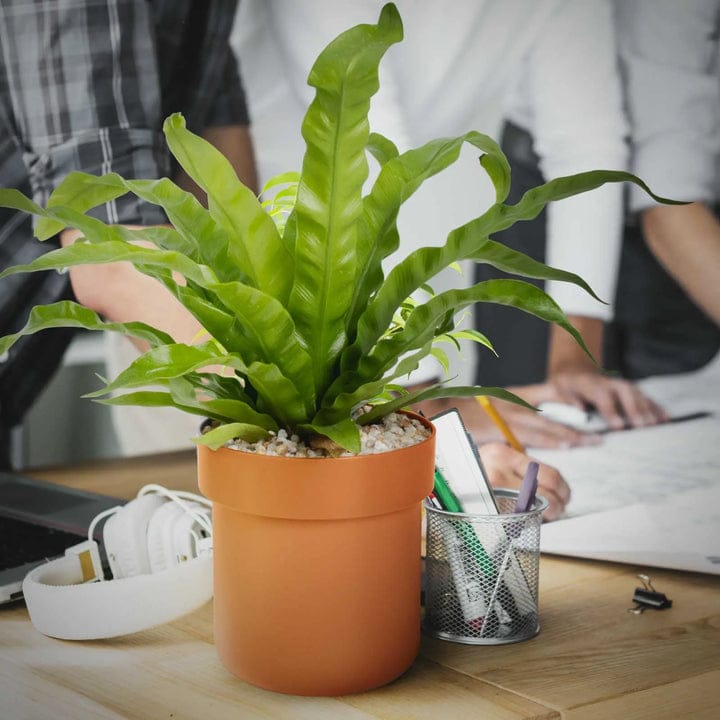 قفل الأمان الذكي - مخبأ الزرع السري